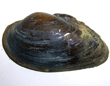 Unio tumidus