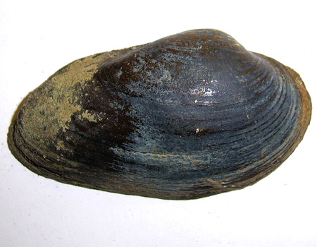 Unio tumidus