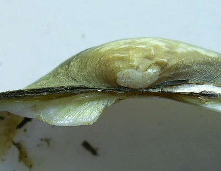 Unio tumidus