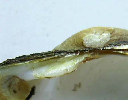 Unio tumidus
