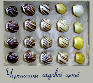 Фотографія садової цепеї