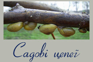 Фотографія цепеї садової