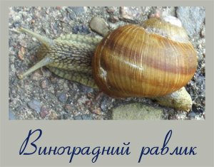 Фотографія равлика виноградного