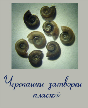 Фотографія черепашок затворки звичайної