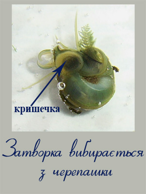 Фотографія затворка вибирається з черепашки