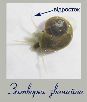 Фотографія затворки звичайної - Valvata piscinalis