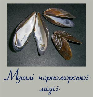 Фотографія мушель чорноморської мідії