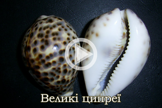 Великі ципреї