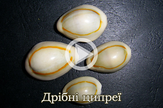 Дрібні ципреї