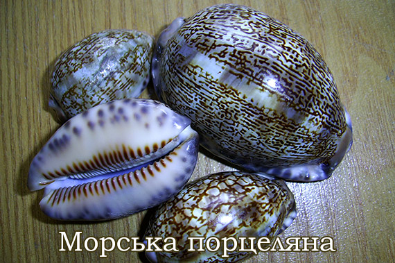 Ципреї, оліви, овуліди