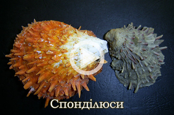 Спонділюси