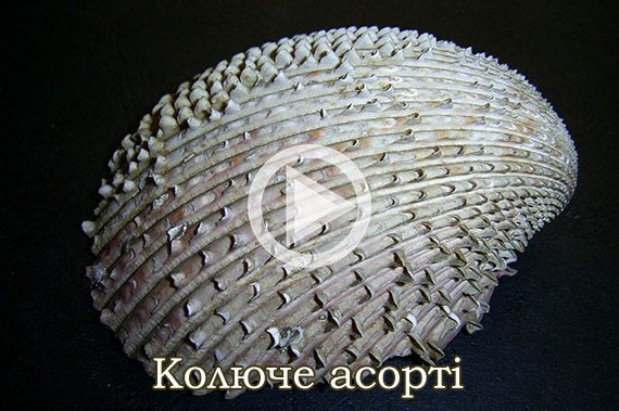 Колюче асорті