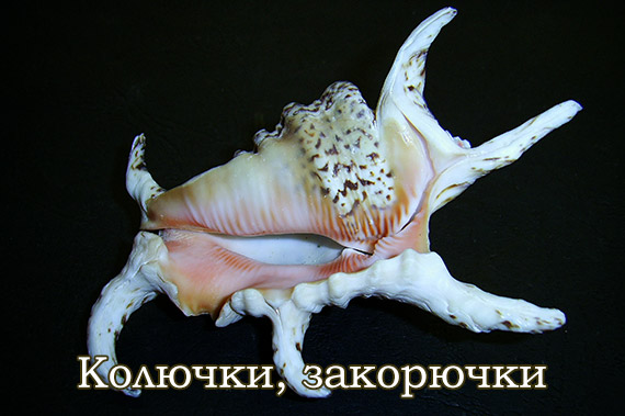 Лямбіси, мурекси та інші