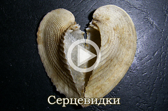 Серцевидки