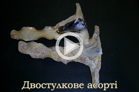 Двостулкове асорті