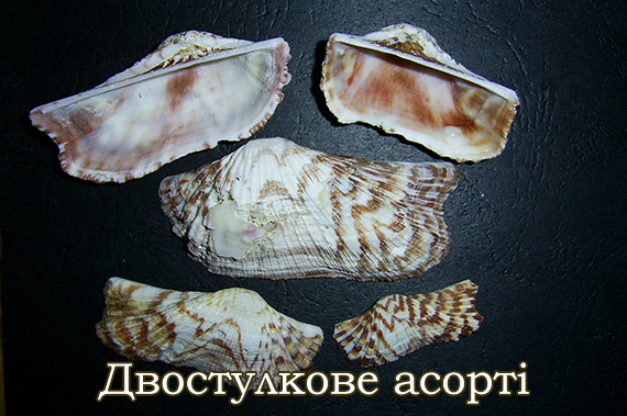 Гребінці, серцевидки та інші