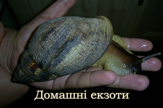 Ахатіни та не лише вони