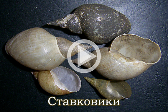 Ставковики