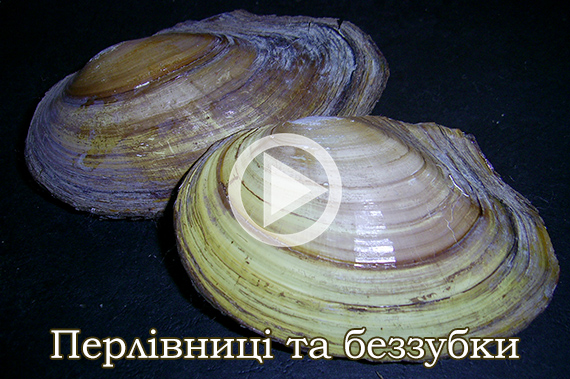 Перлівниці та беззубки