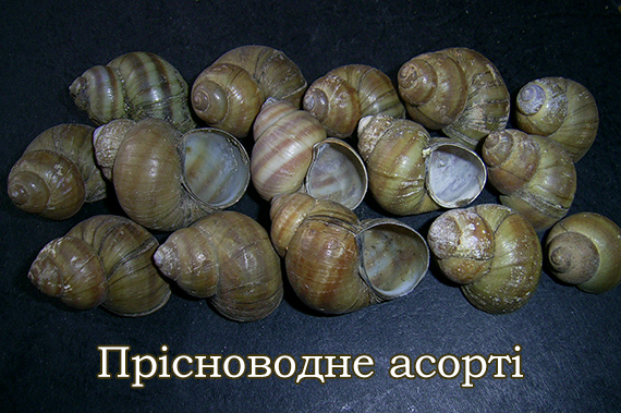 Прісноводне асорті