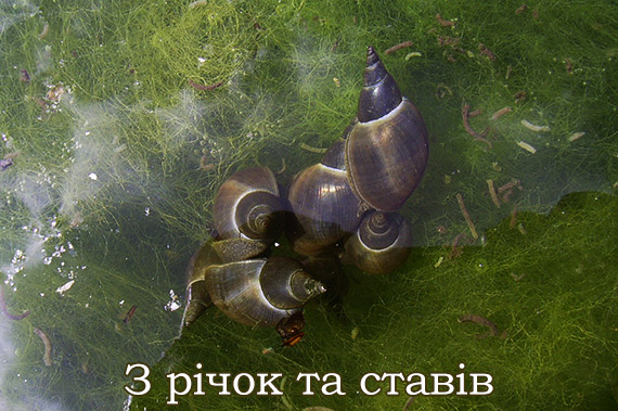 Прісноводні моллюски