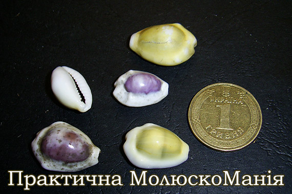 Молюски та людина