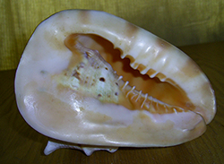 Молюск грудня серед екзотичних молюсків - Cassis cornuta (Linnaeus, 1758) (2025 р.)