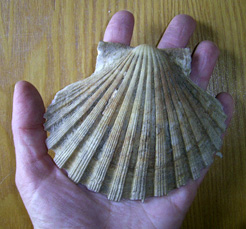 Молюск листопада серед екзотичних молюсків - Pecten jacobaeus (Linnaeus, 1758) (2025 р.)