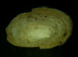 Acroloxus lacustris (Linnaeus, 1758)