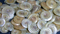 Anisus vortex (Linnaeus, 1758)