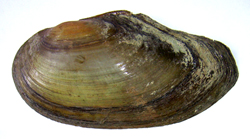Anodonta anatina (Linnaeus, 1758)