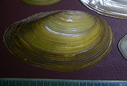 беззубка лебедина - Anodonta cygnea (Linnaeus, 1758)