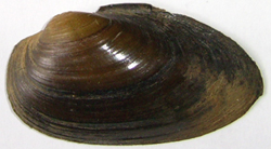 Batavusiana crassa (Philipsson, 1788)