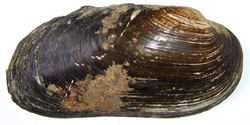Unio crassus Philipsson, 1788