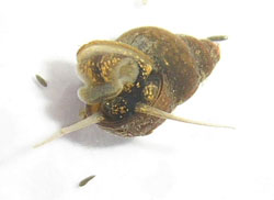 B. tentaculata. Фото 6