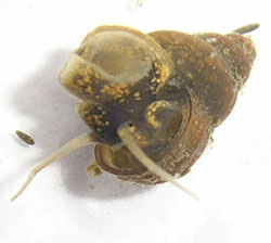 B. tentaculata. Фото 10