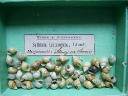 B. tentaculata. Фото 54