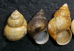 B. tentaculata. Фото 56