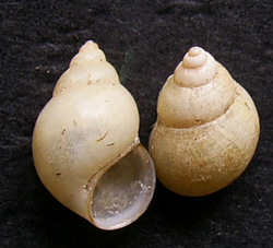 B. tentaculata. Фото 58