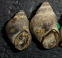B. tentaculata. Фото 60