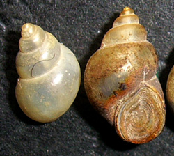 B. tentaculata. Фото 62