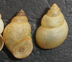 B. tentaculata. Фото 64