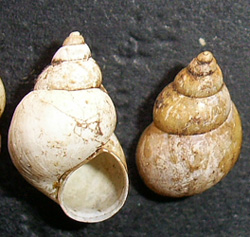 B. tentaculata. Фото 68