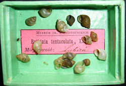 B. tentaculata. Фото 12