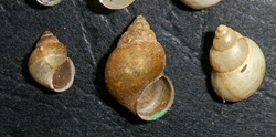 B. tentaculata. Фото 14