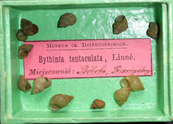 B. tentaculata. Фото 16