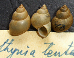 B. tentaculata. Фото 24