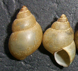 B. tentaculata. Фото 26
