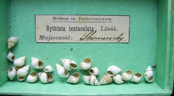 B. tentaculata. Фото 28