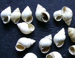 B. tentaculata. Фото 30